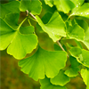 Ginkgo biloba extract - Insulinorm Composition 